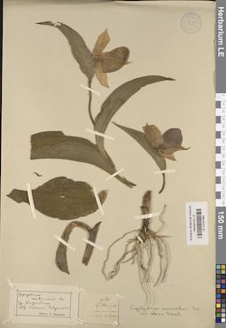 LE 01031684