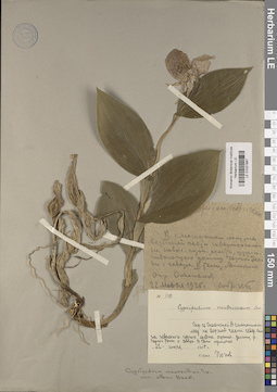LE 01031687