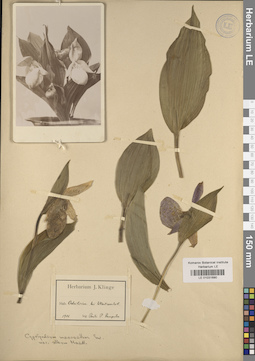 LE 01031690