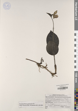 LE 01037703