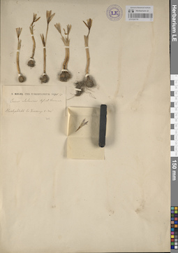 LE 01241710