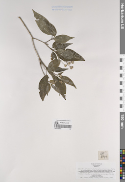 LE 01253093