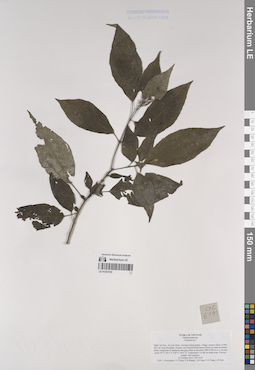 LE 01253102