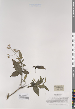 LE 01253118