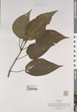 LE 01253126