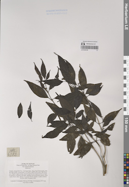 LE 01253145