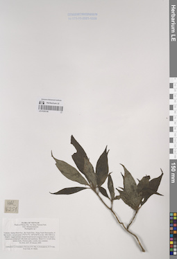 LE 01253146