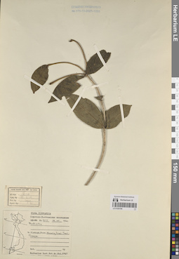 LE 01253184