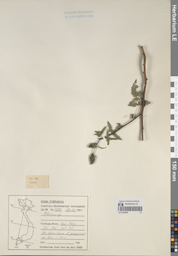 LE 01253204