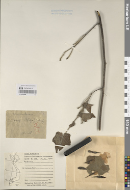 LE 01253209