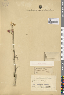 LE 01260536