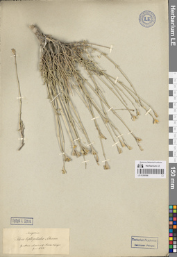 LE 01260586