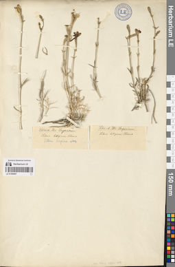 LE 01260607