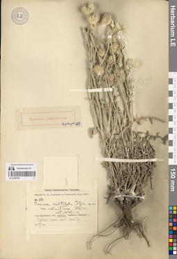 LE 01260706