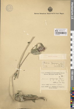 LE 01260783
