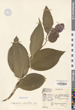 LE 01031700