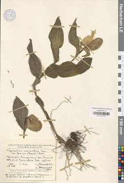 LE 01031701