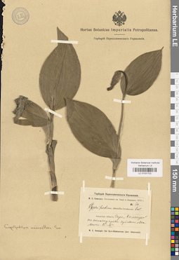 LE 01031702
