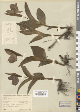 LE 01031703