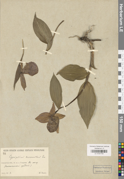 LE 01031704