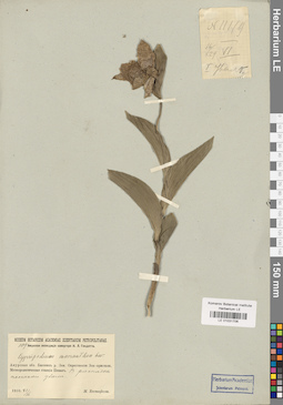 LE 01031706