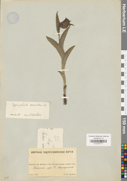 LE 01031711