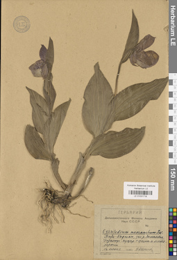 LE 01031718