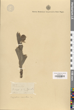 LE 01031721