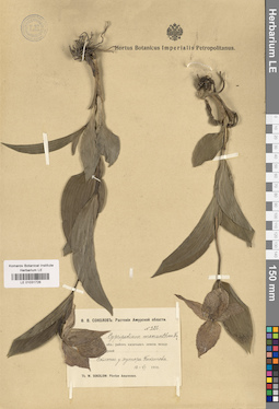 LE 01031726