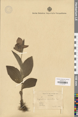LE 01031727