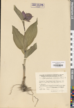 LE 01031728