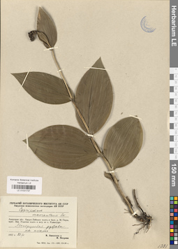 LE 01031737