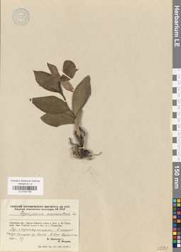 LE 01031738