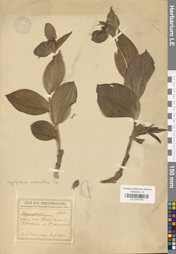 LE 01031739