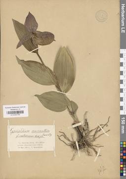 LE 01031740