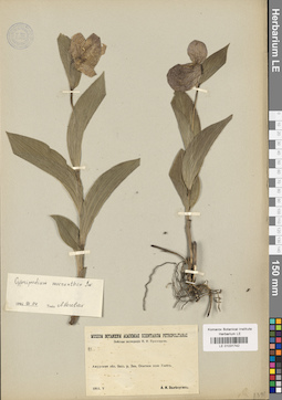 LE 01031742