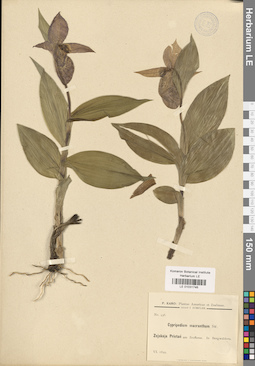 LE 01031746