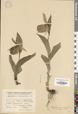 LE 01031756