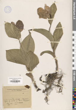 LE 01031780