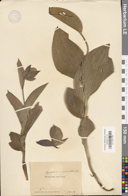 LE 01031783