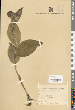 LE 01031784