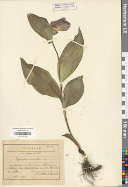 LE 01031786