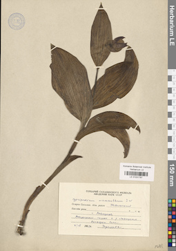 LE 01031787