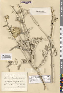 LE 01260793