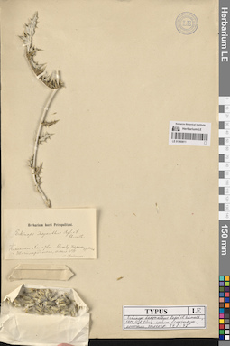 LE 01260811