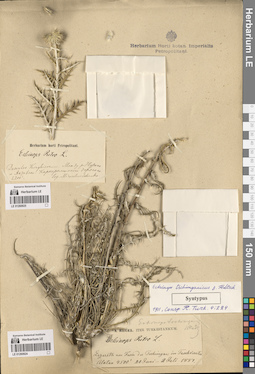 LE 01260925