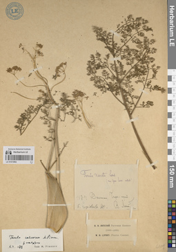 LE 01072962