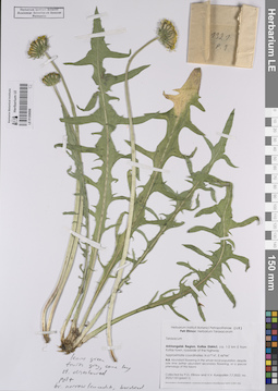 LE 01208096