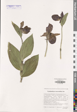 LE 01031796