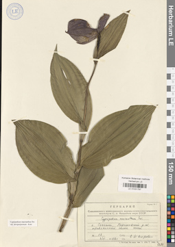 LE 01031797